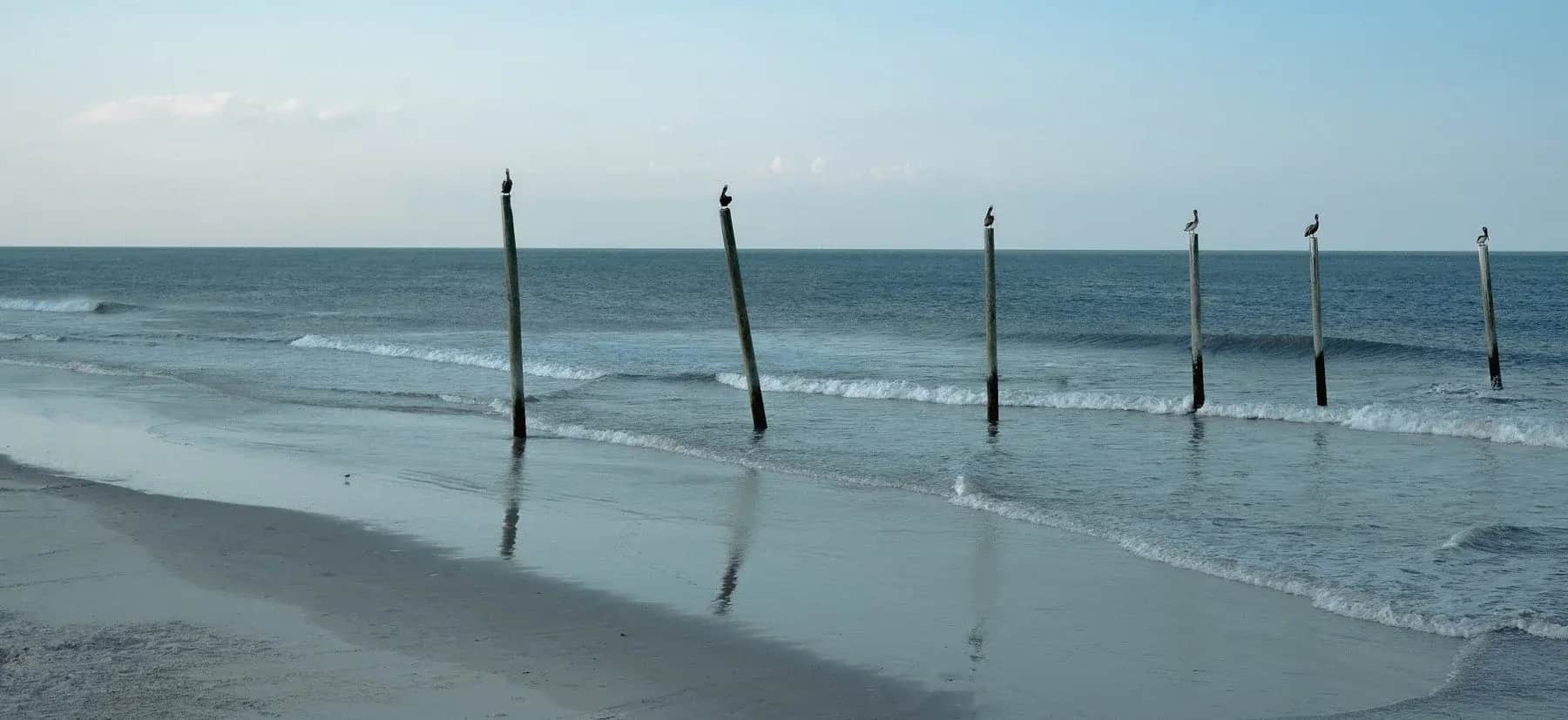 Pelicans resting on old pier pilings at low tide, New Smyrna Beach