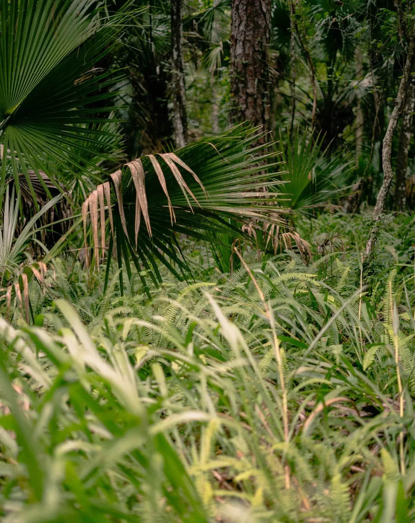 Palmetto fronds in the coastal scrub around New Smyrna Beach